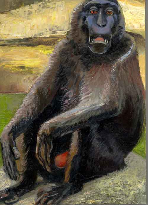 sulawesi crested macaque